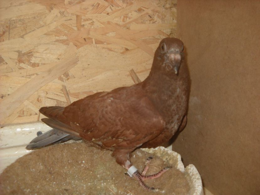  - UNDEVA IN SUCEAVA arhiva