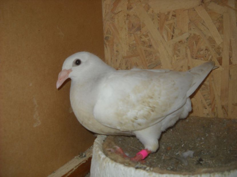  - UNDEVA IN SUCEAVA arhiva