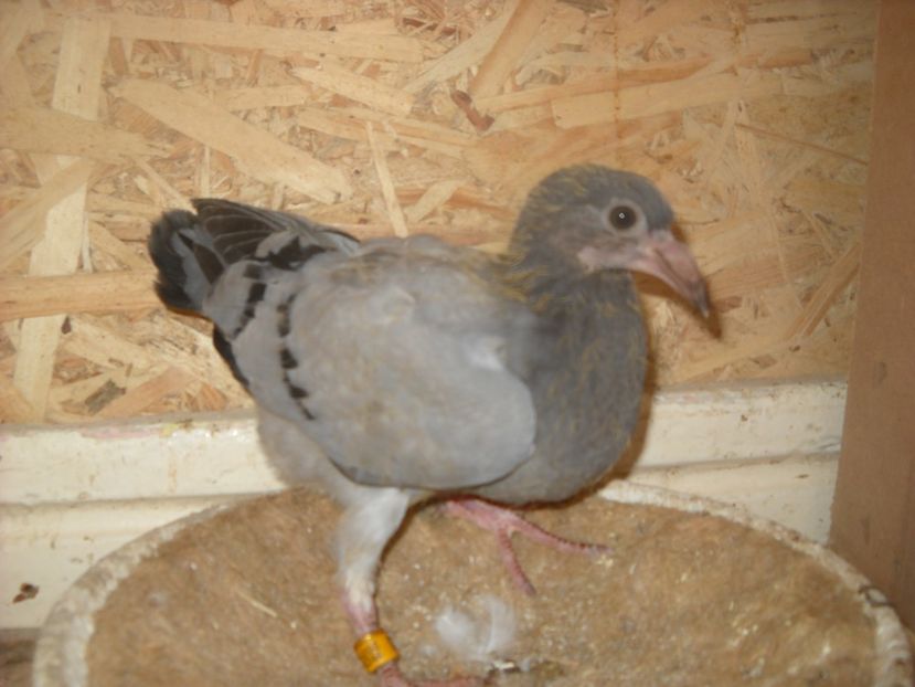  - UNDEVA IN SUCEAVA arhiva