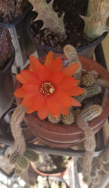  - Chamaecereus silvestrii