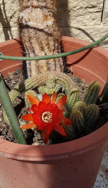  - Chamaecereus silvestrii