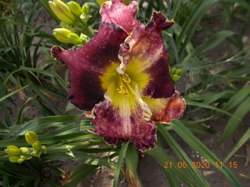 r2,3-just as i am-17 - HEMEROCALLISI NOI DISPONIBIL IN 2021