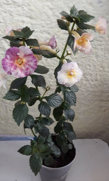  - 001 2021 - BRID s FLAVIANA