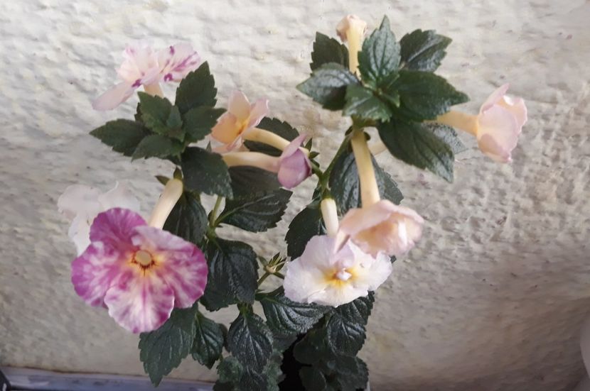  - 001 2021 - BRID s FLAVIANA