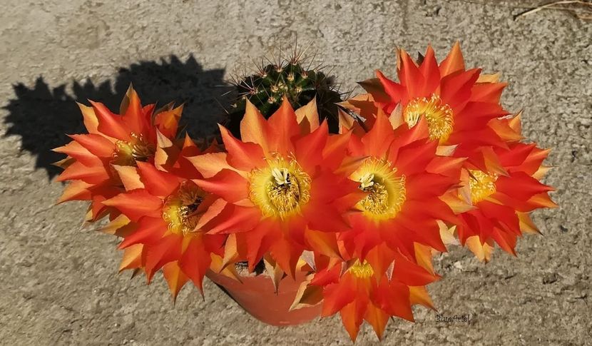 Echinopsis Gertrude hb. - Echinopsis hb Gertrude