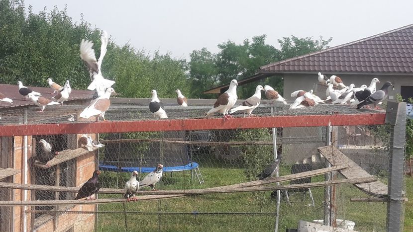 1626246220056-1928157850 - De vinzare listi