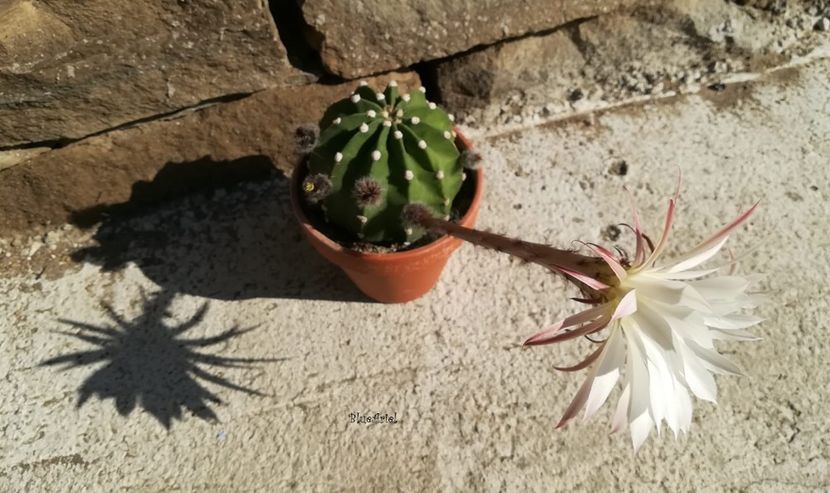 Echinopsis Subdenudata - Echinopsis subdenudata