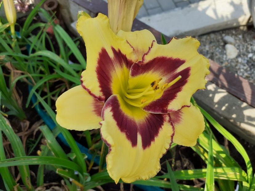 El desperado - Hemerocallis 2021