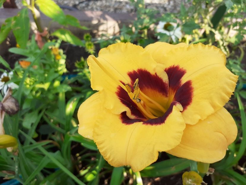 BlackBerry candy - Hemerocallis 2021
