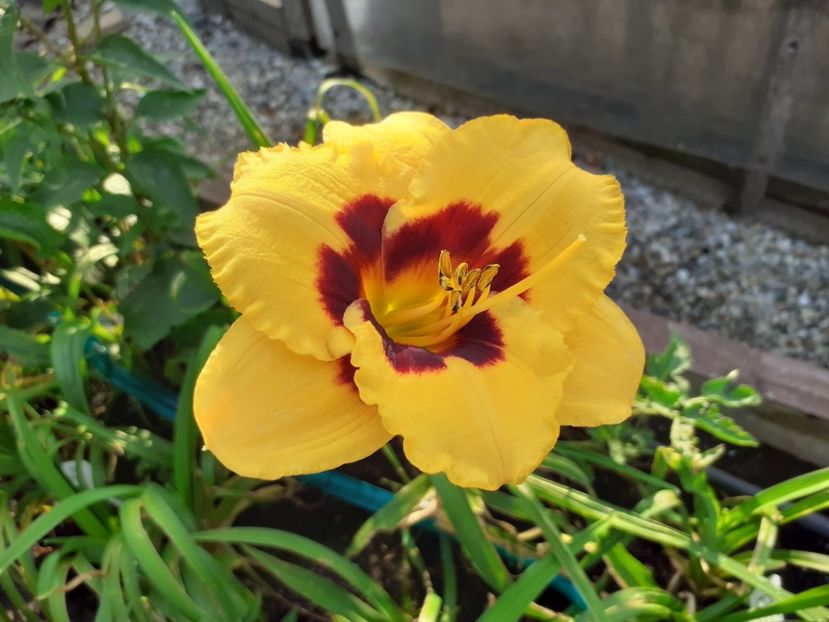 BlackBerry candy - Hemerocallis 2021