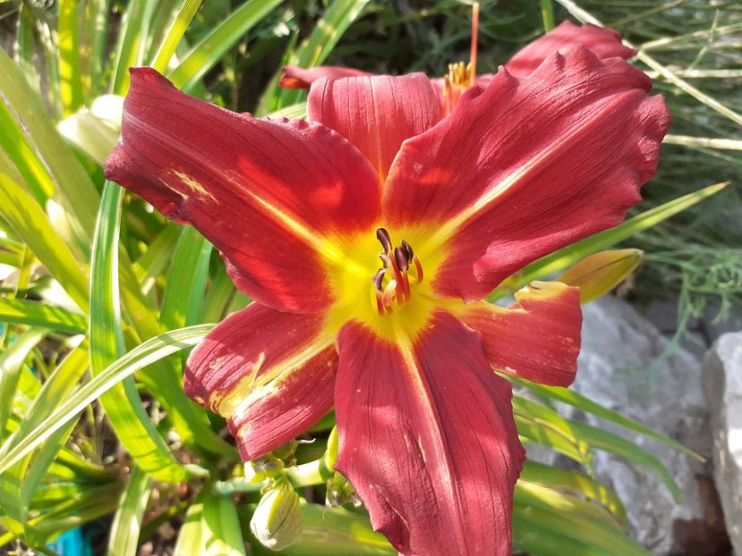 Savory - Hemerocallis 2021