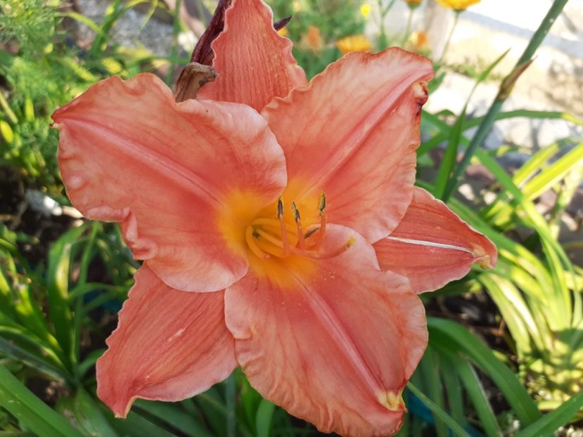 South seas at lunch - Hemerocallis 2021