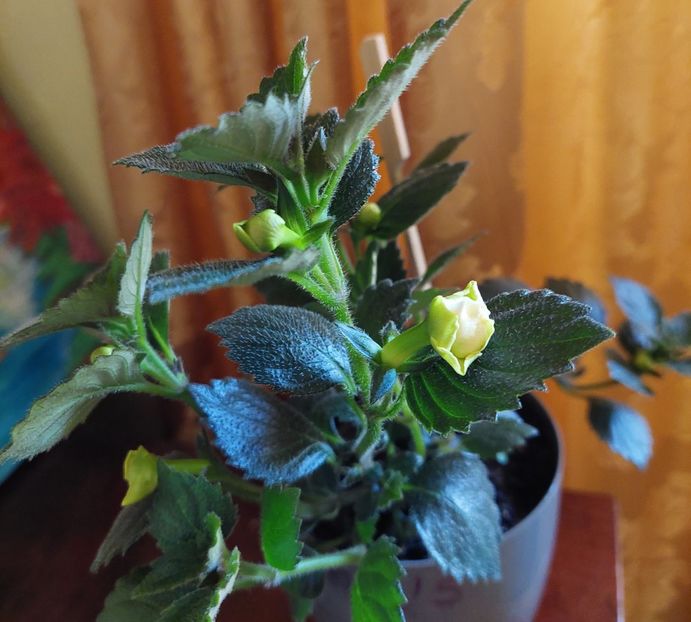  - BRID-S LUISA MARIA