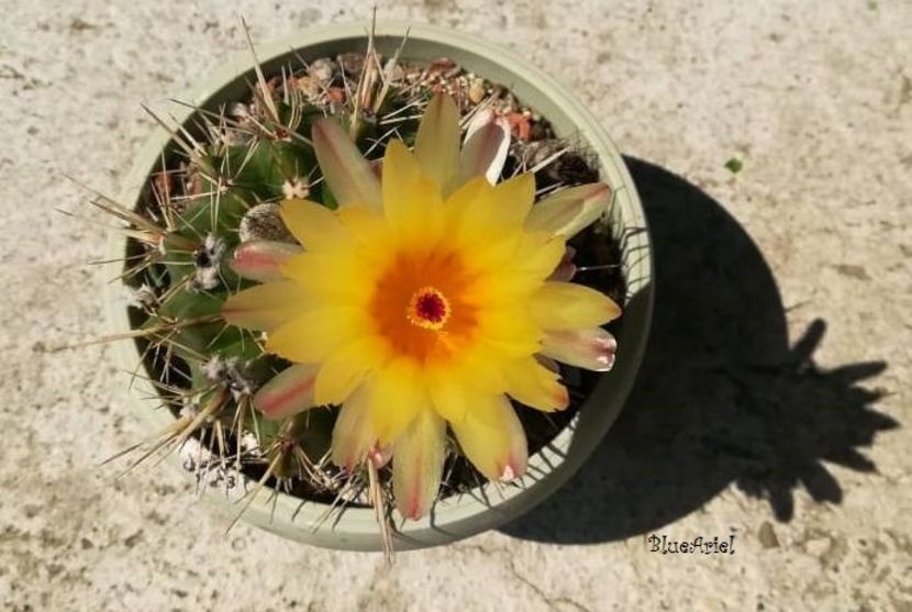 Notocactus Submammulosus - Notocactus submammulosus