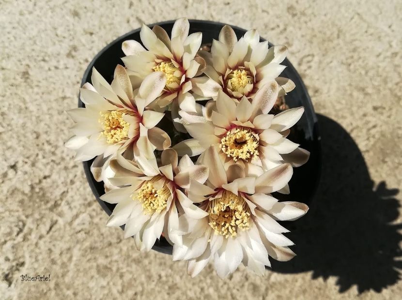 Gymnocalycium quehlianum - Gymnocalicium quehlianum