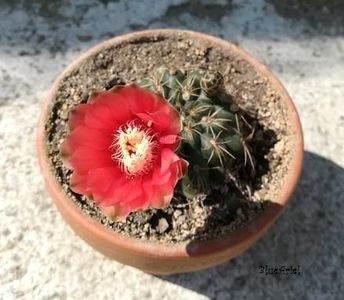 Gymnocalycium Baldianum - Gymnocalicium baldianum