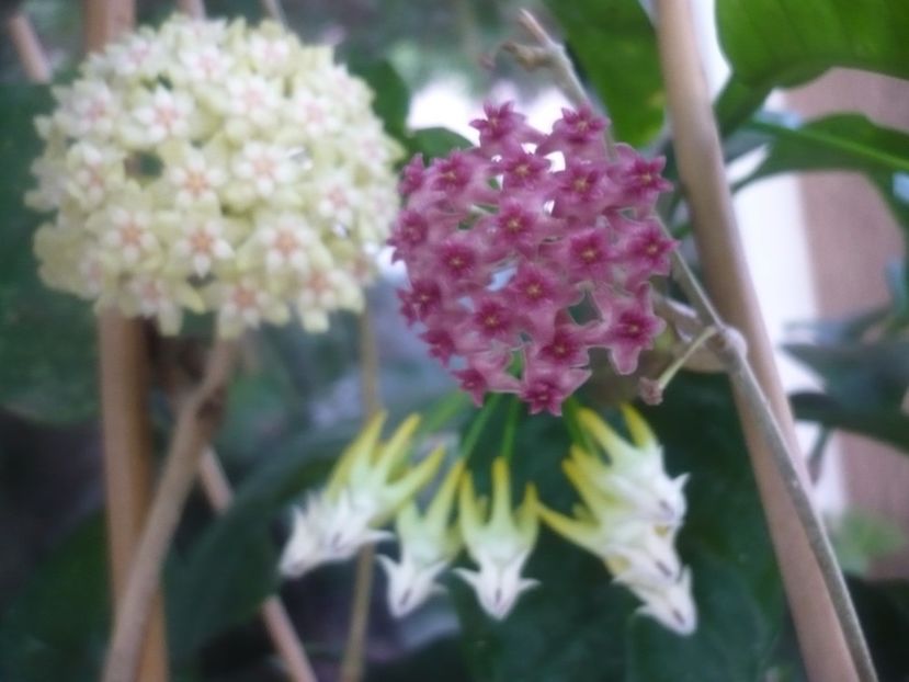 14.07.2021 - HOYA 2021-2