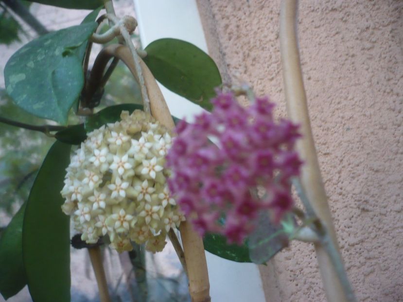 P1490573 - HOYA 2021-2