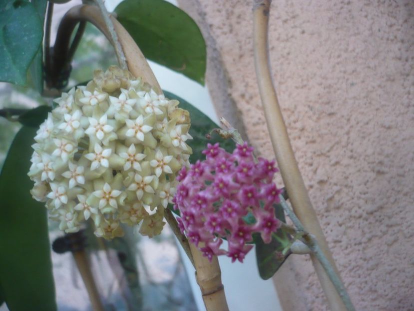 P1490574 - HOYA 2021-2