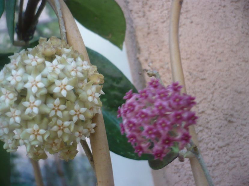 P1490575 - HOYA 2021-2