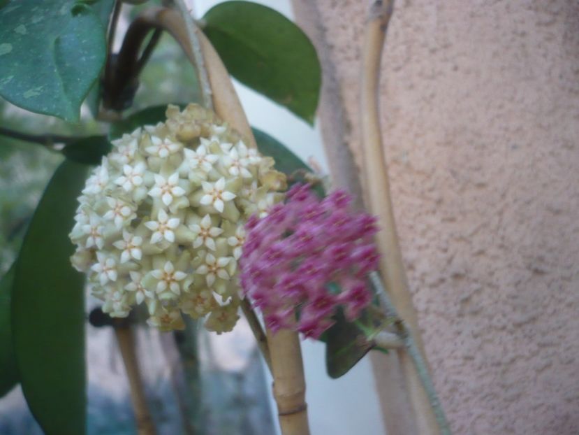 P1490576 - HOYA 2021-2