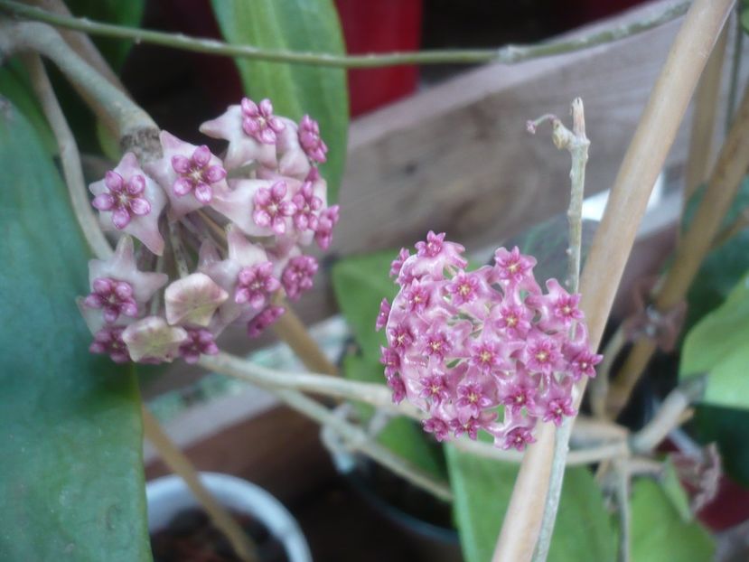 P1490578 - HOYA 2021-2