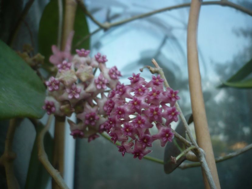 P1490579 - HOYA 2021-2