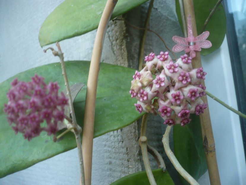 P1490580 - HOYA 2021-2