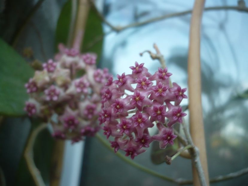 P1490581 - HOYA 2021-2