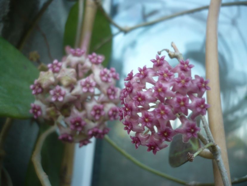 P1490582 - HOYA 2021-2