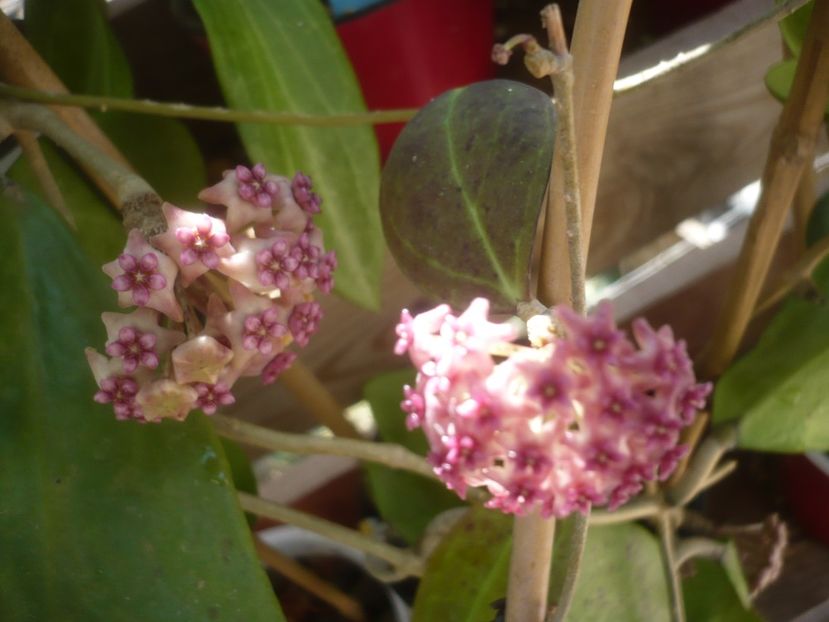 P1490585 - HOYA 2021-2