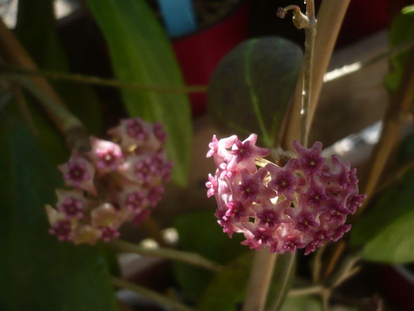 P1490586 - HOYA 2021-2