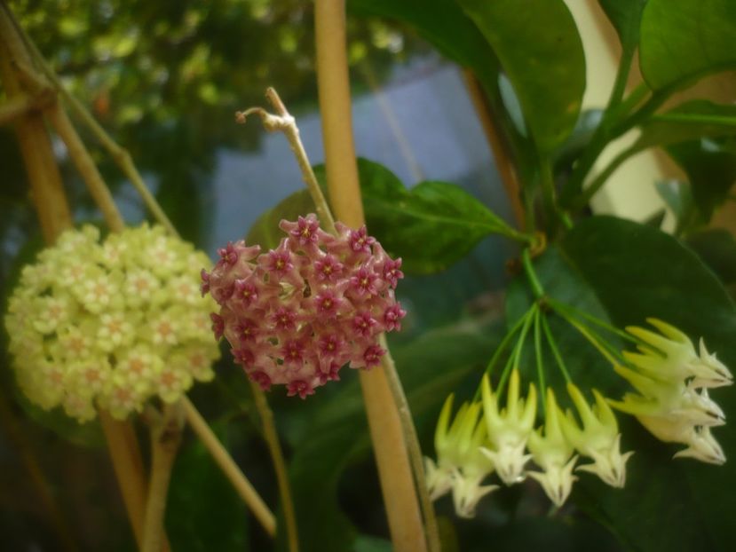 P1490588 - HOYA 2021-2