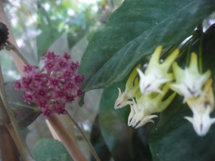 P1490567 - HOYA 2021-2