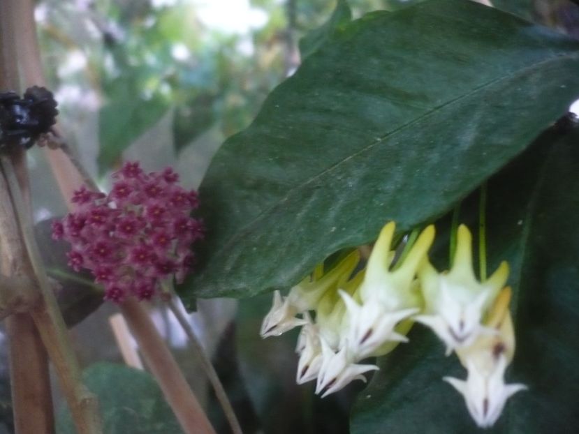 P1490568 - HOYA 2021-2