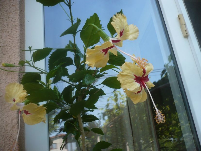 14.07.2021 - HIBISCUSI 2021-2