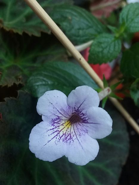 Ambroise V - Achimenes varietati - drumul florilor