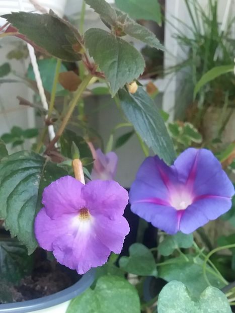 Purple King & Zorea - Achimenes varietati - drumul florilor