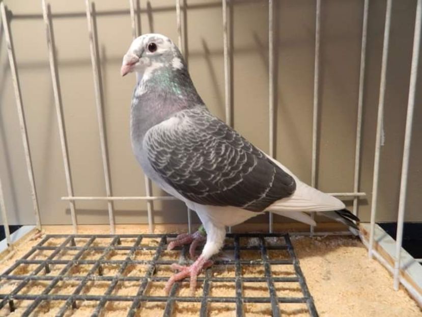  - NU IMI APARTIN ALBUM NR 2