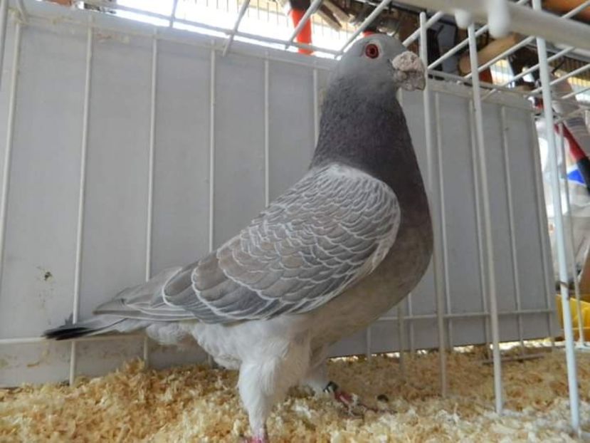  - NU IMI APARTIN ALBUM NR 2