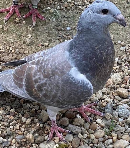  - NU IMI APARTIN ALBUM NR 2