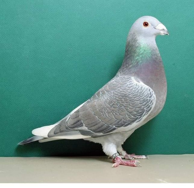  - NU IMI APARTIN ALBUM NR 2