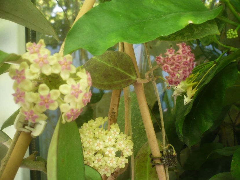 P1490607 - HOYA 2021-2