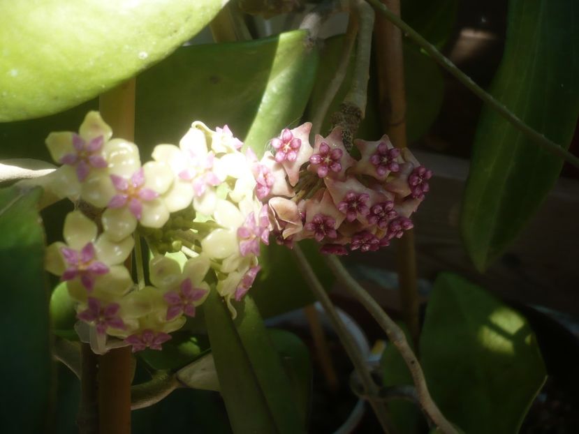P1490608 - HOYA 2021-2