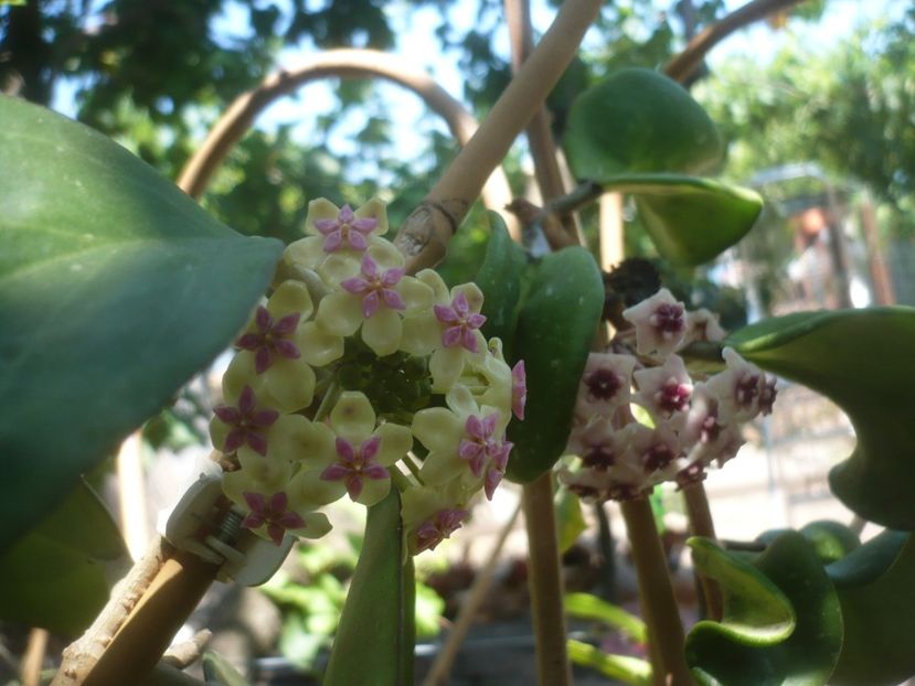 P1490611 - HOYA 2021-2