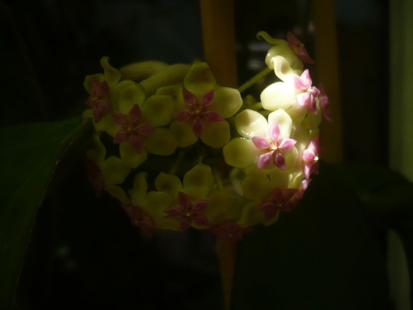 P1490614 - HOYA 2021-2