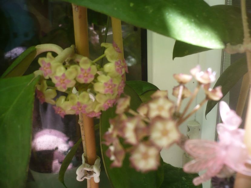 P1490629 - HOYA 2021-2