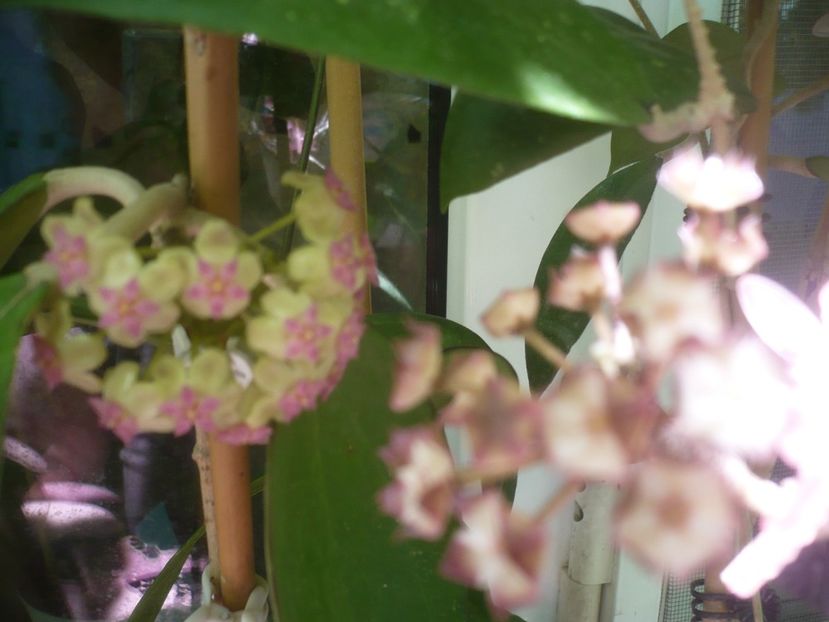 P1490630 - HOYA 2021-2