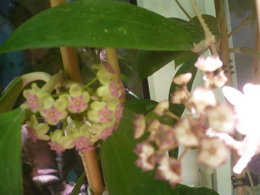 P1490631 - HOYA 2021-2