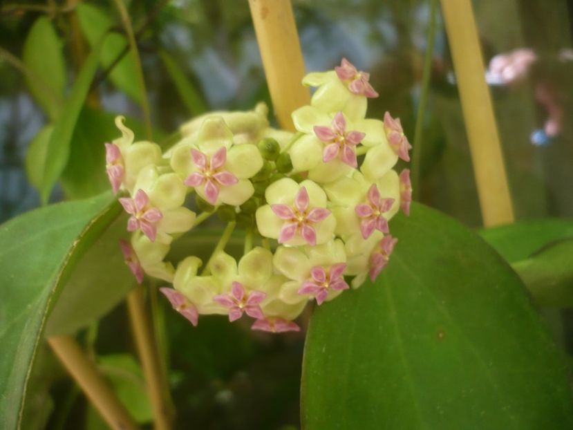 P1490632 - HOYA 2021-2